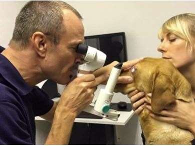 Øjenlysning af hund