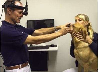 Øjenlysning af hund af dyrlæge og sygeplejerske