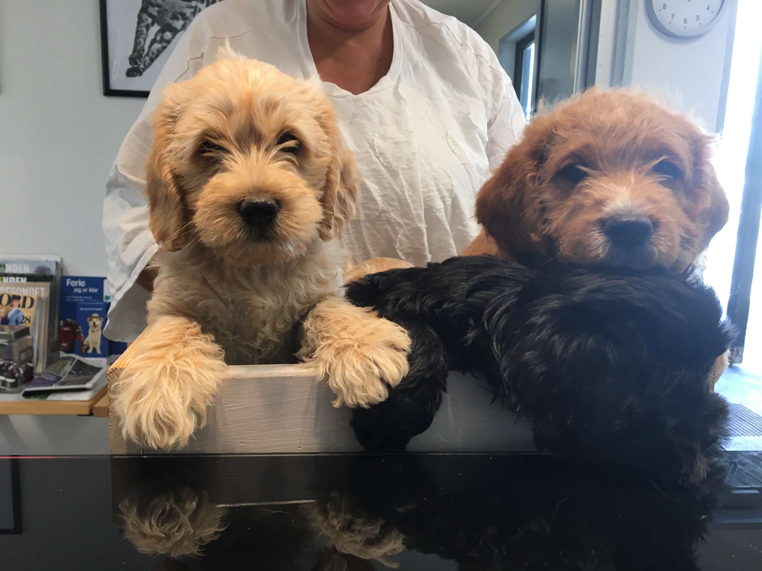 3 hundehvalpe, der er klar til at blive vaccineret hos dyrlægen i Charlottenlund nær Gentofte og Hellerup