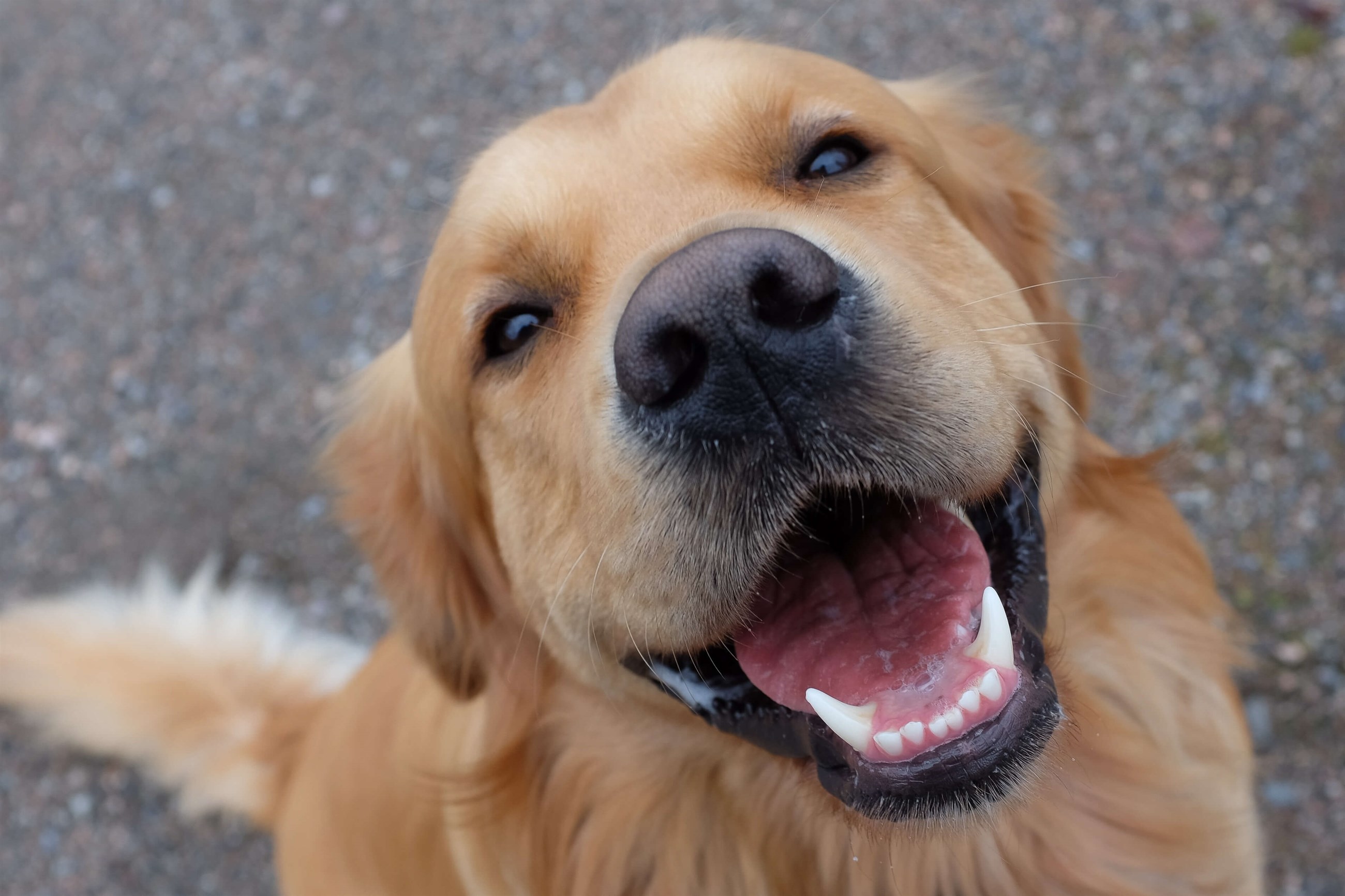 Opdater R Diskriminering af køn Hundens tænder
