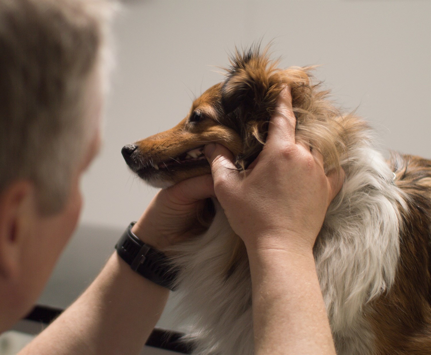 blanding at lege protest Tandrensning og tandbehandling af din hund | Charlottenlund | Se her